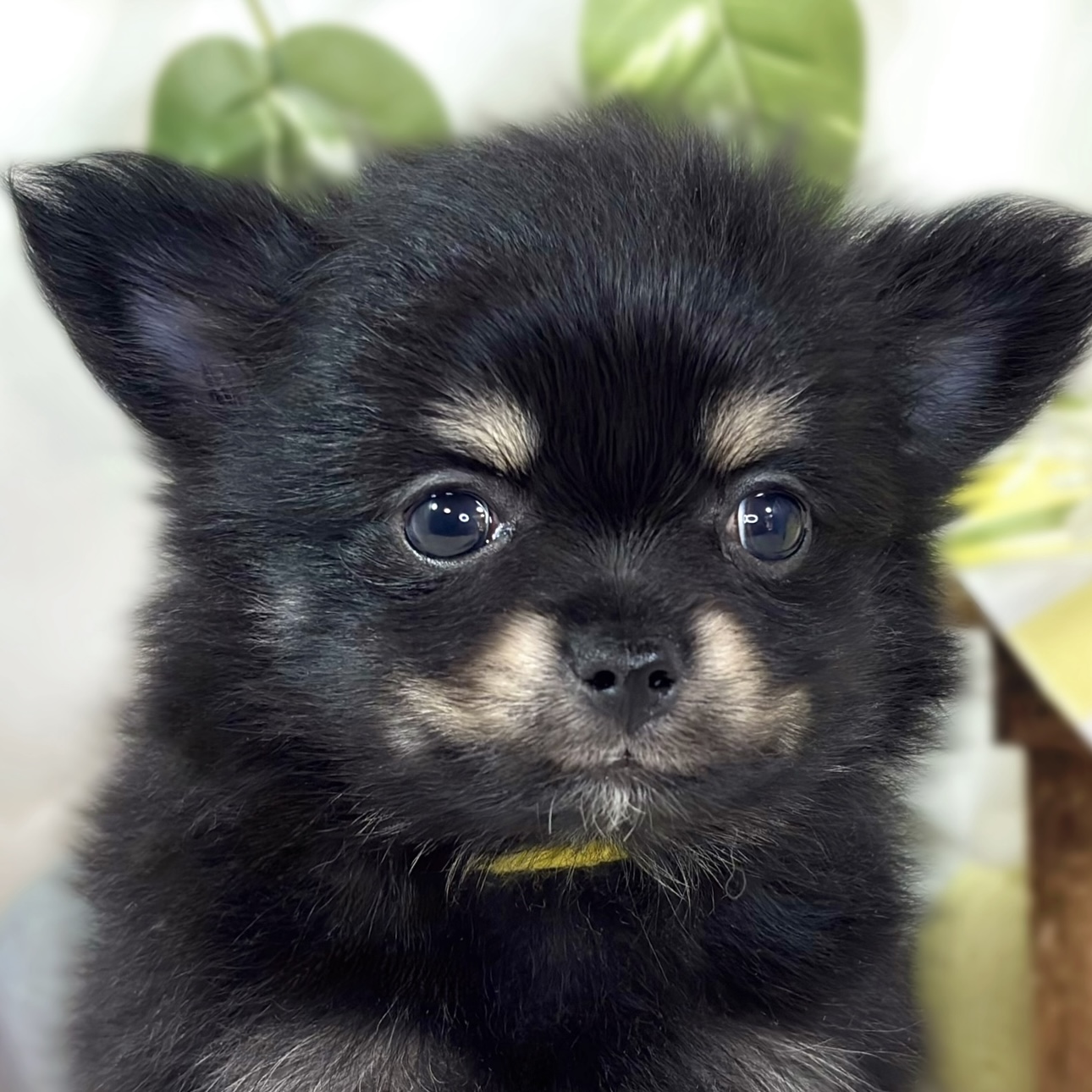 静岡県のポメチワ/チワポメ/ポメチー(ポメラニアン×チワワ) (犬の家＆猫の里プレ葉ウォーク浜北店/2025年12月5日生まれ/男の子/ブラックタン)の子犬の3枚目の画像