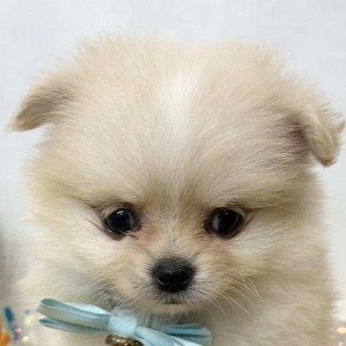 神奈川県のポメチワ/チワポメ/ポメチー(ポメラニアン×チワワ) (犬の家＆猫の里小田原店/2025年12月5日生まれ/女の子/クリームホワイト)の子犬の1枚目の画像