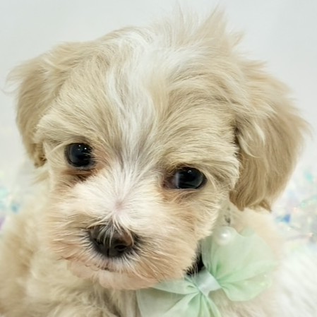 富山県のマルプー(マルチーズ×プードル) (犬の家＆猫の里アミーゴ高岡蓮花寺店/2025年12月7日生まれ/女の子/クリームホワイト)の子犬