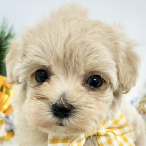 2025年12月7日生まれのマルプー(マルチーズ×プードル)