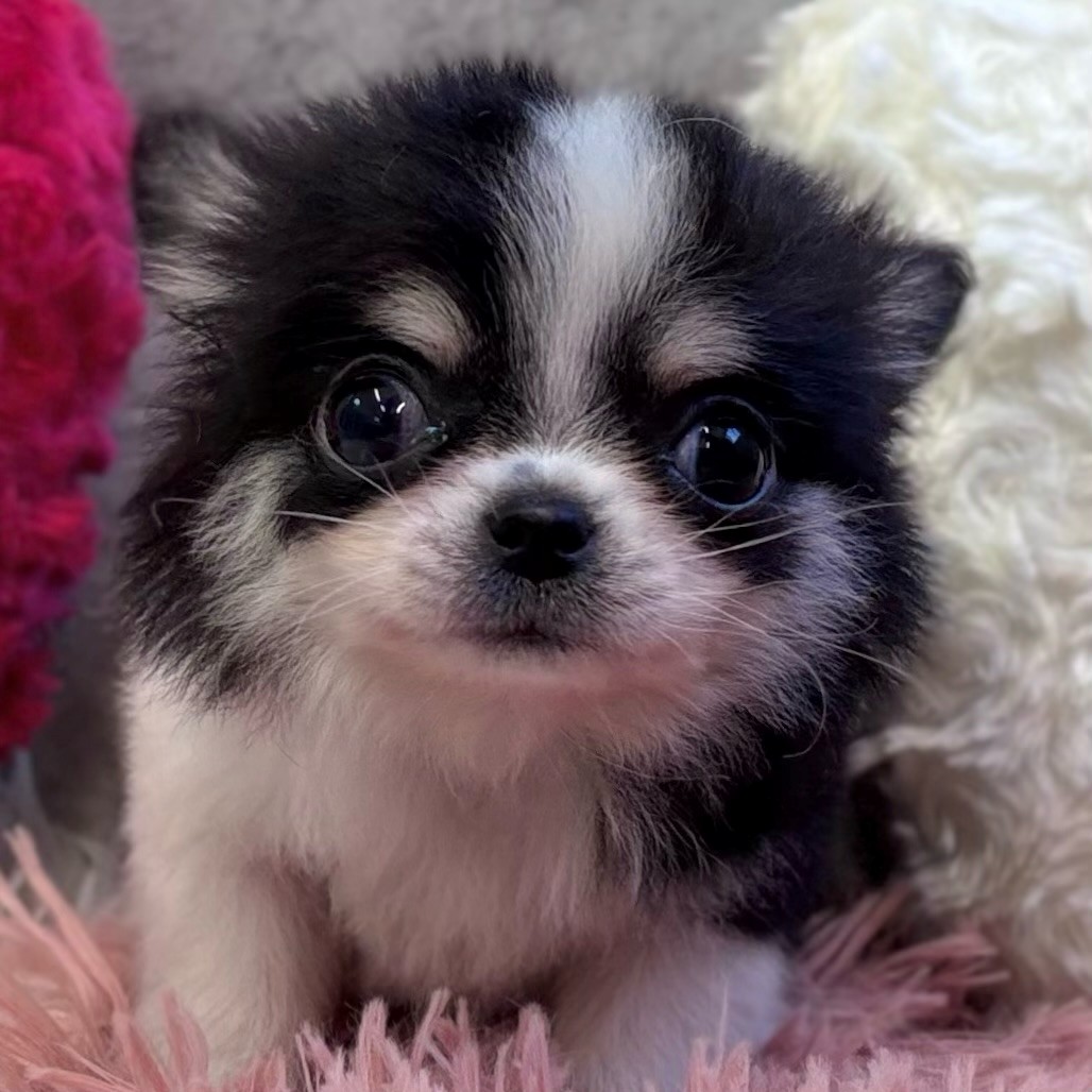 富山県のチワワ(ロング) (犬の家＆猫の里アミーゴ山室店/2024年11月25日生まれ/男の子/ブラックホワイト)の子犬