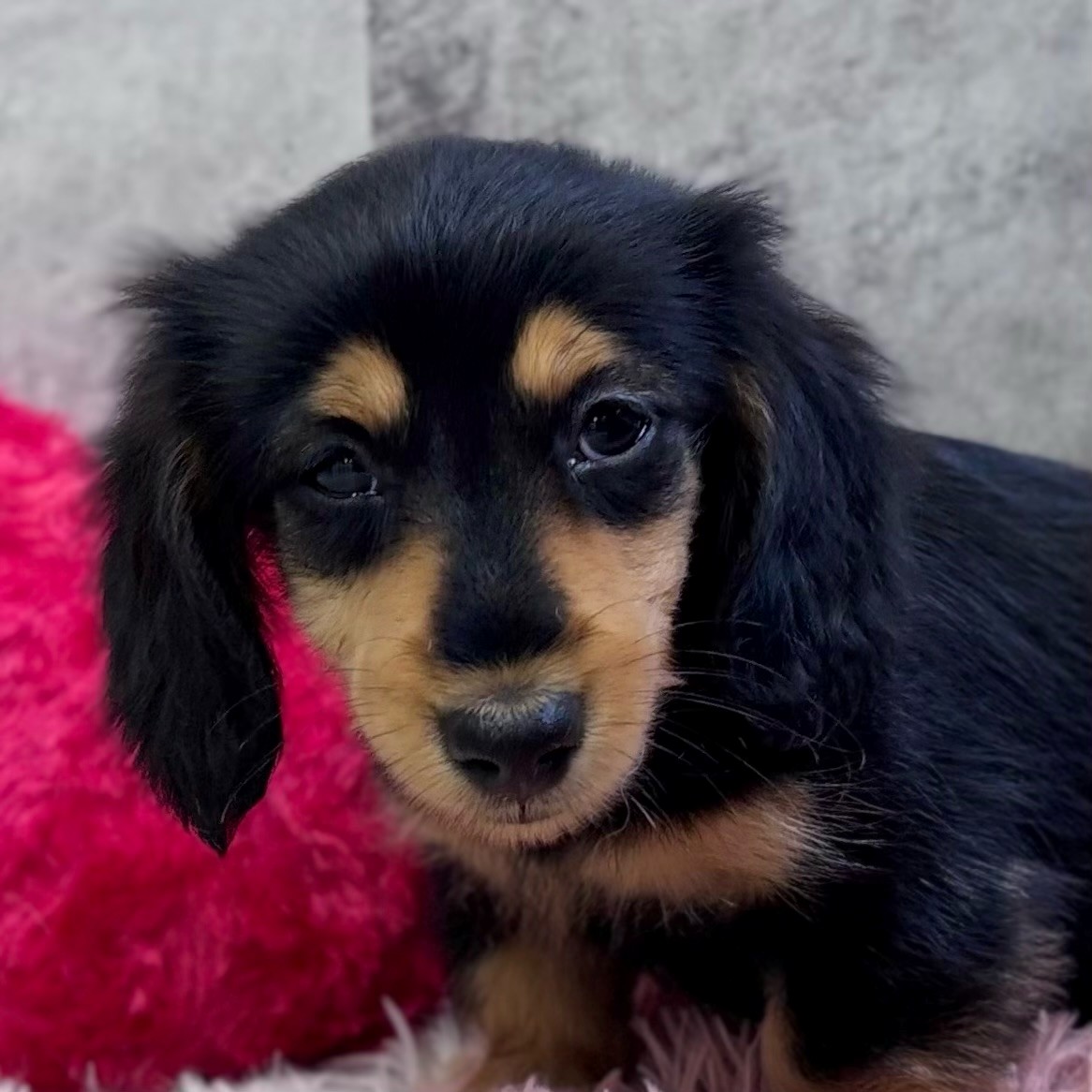 2025年12月4日生まれのミニチュアダックスフンド(ロング)