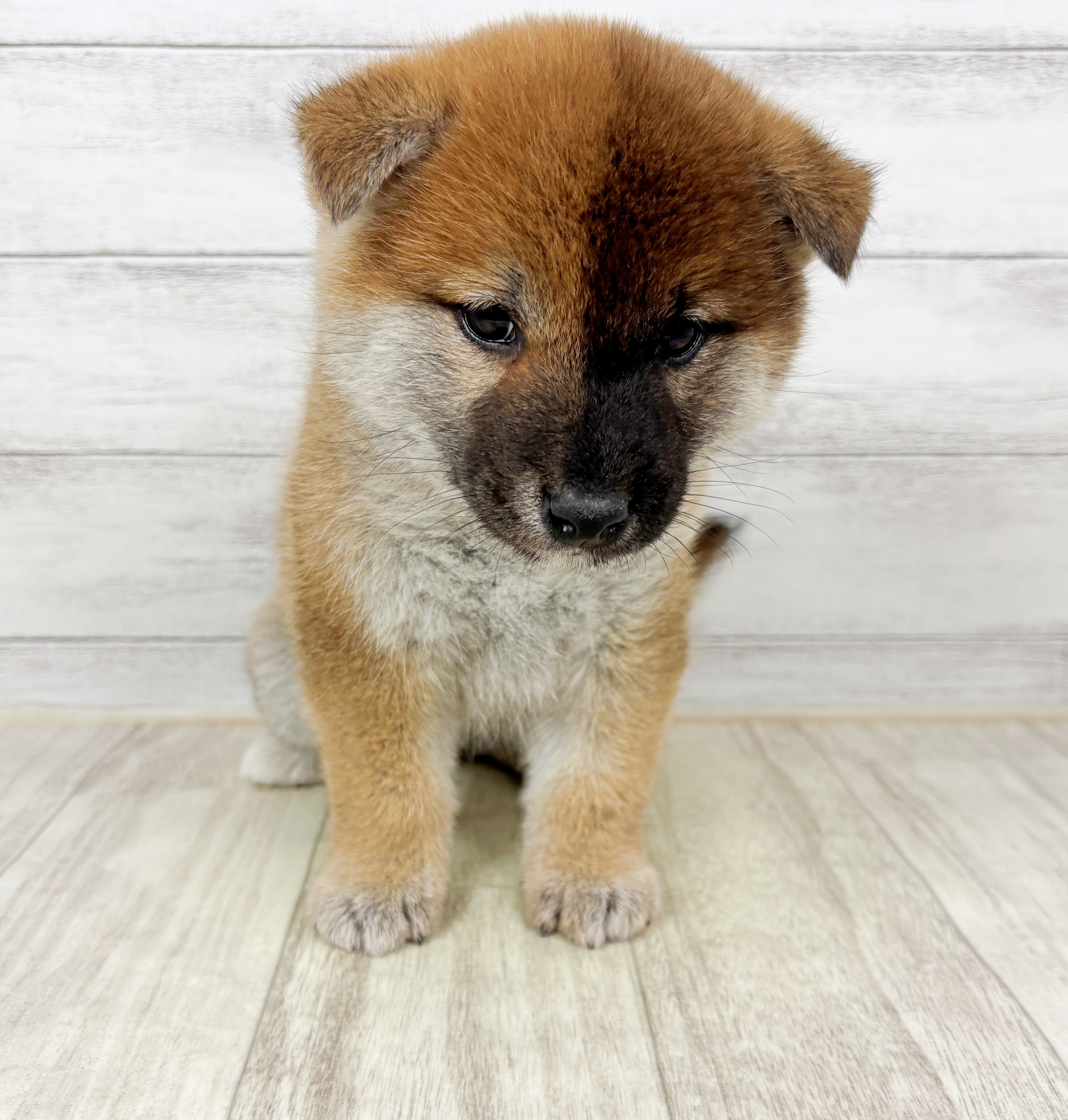 兵庫県の柴犬(標準サイズ) (犬の家＆猫の里ニッケパークタウン加古川店/2025年12月6日生まれ/女の子/赤)の子犬