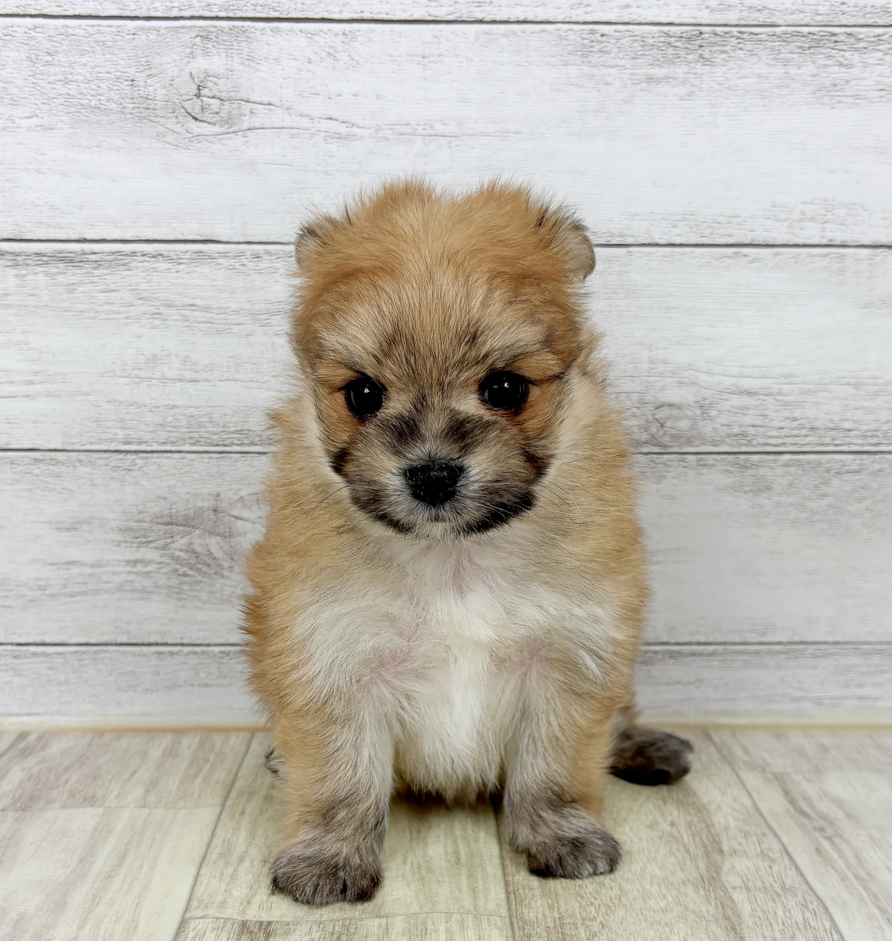 大阪府のポメマル/マルポメ(ポメラニアン×マルチーズ) (犬の家＆猫の里そよら東岸和田店/2025年12月7日生まれ/男の子/フォーン)の子犬の2枚目の画像