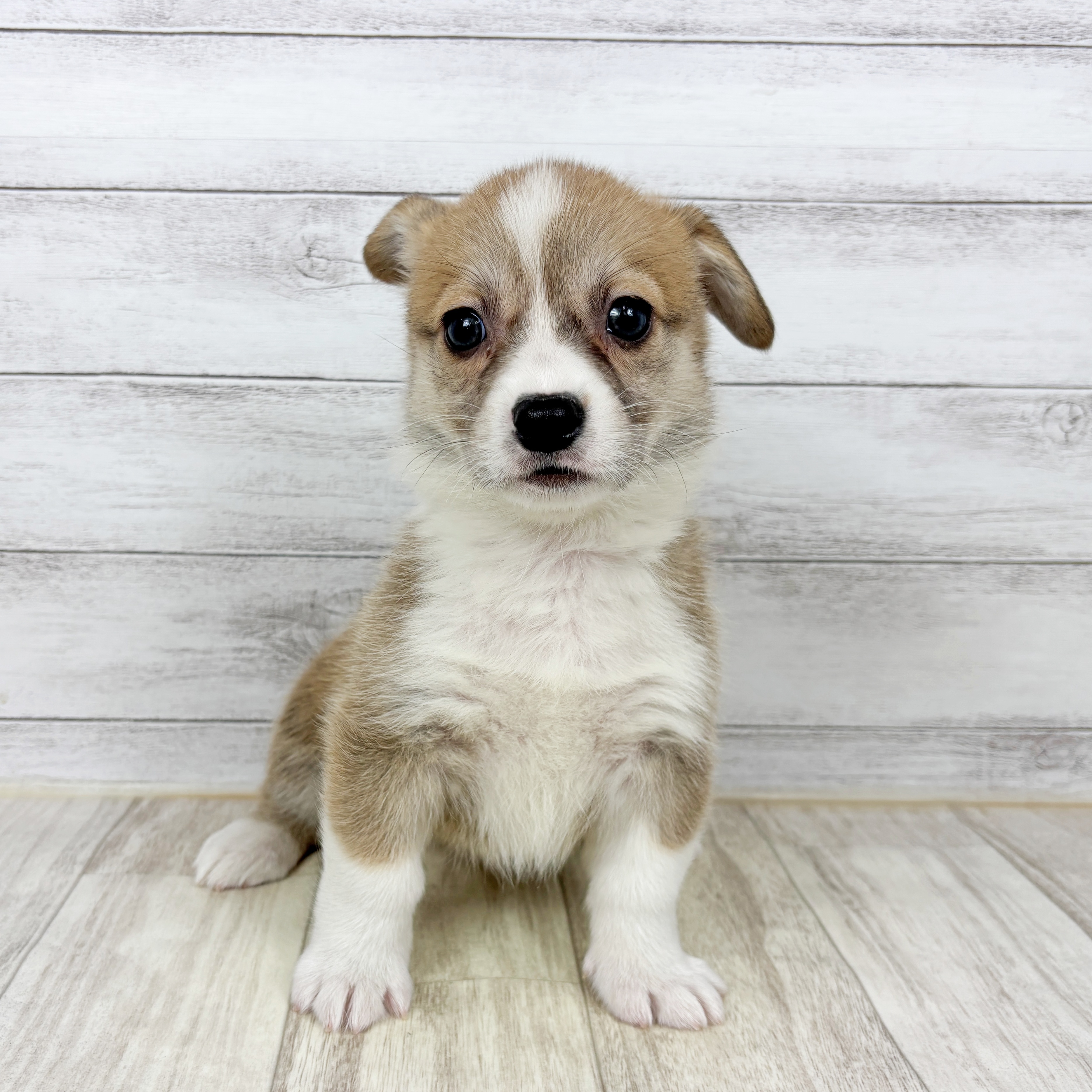 コーギー女の子の写真