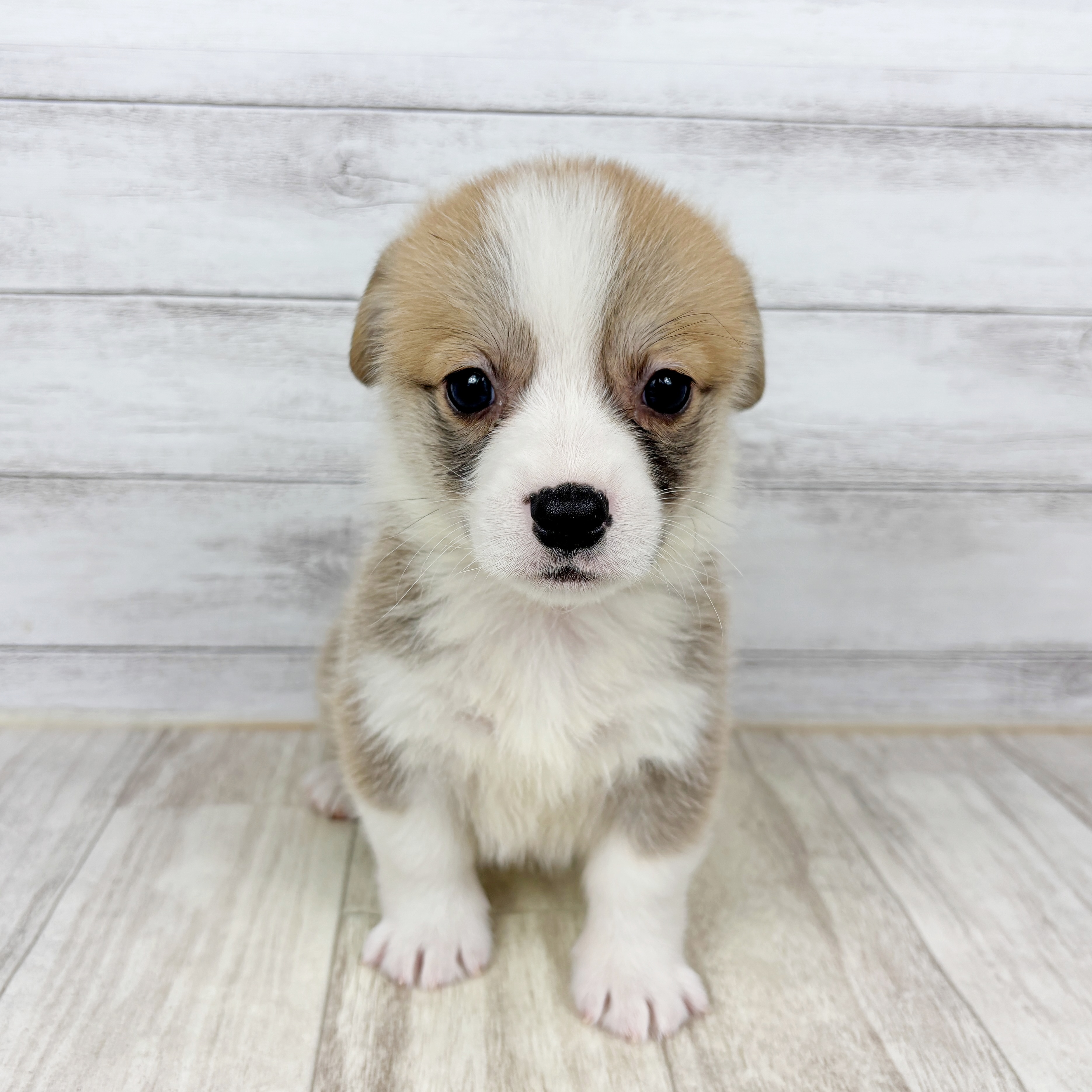 コーギー男の子の写真