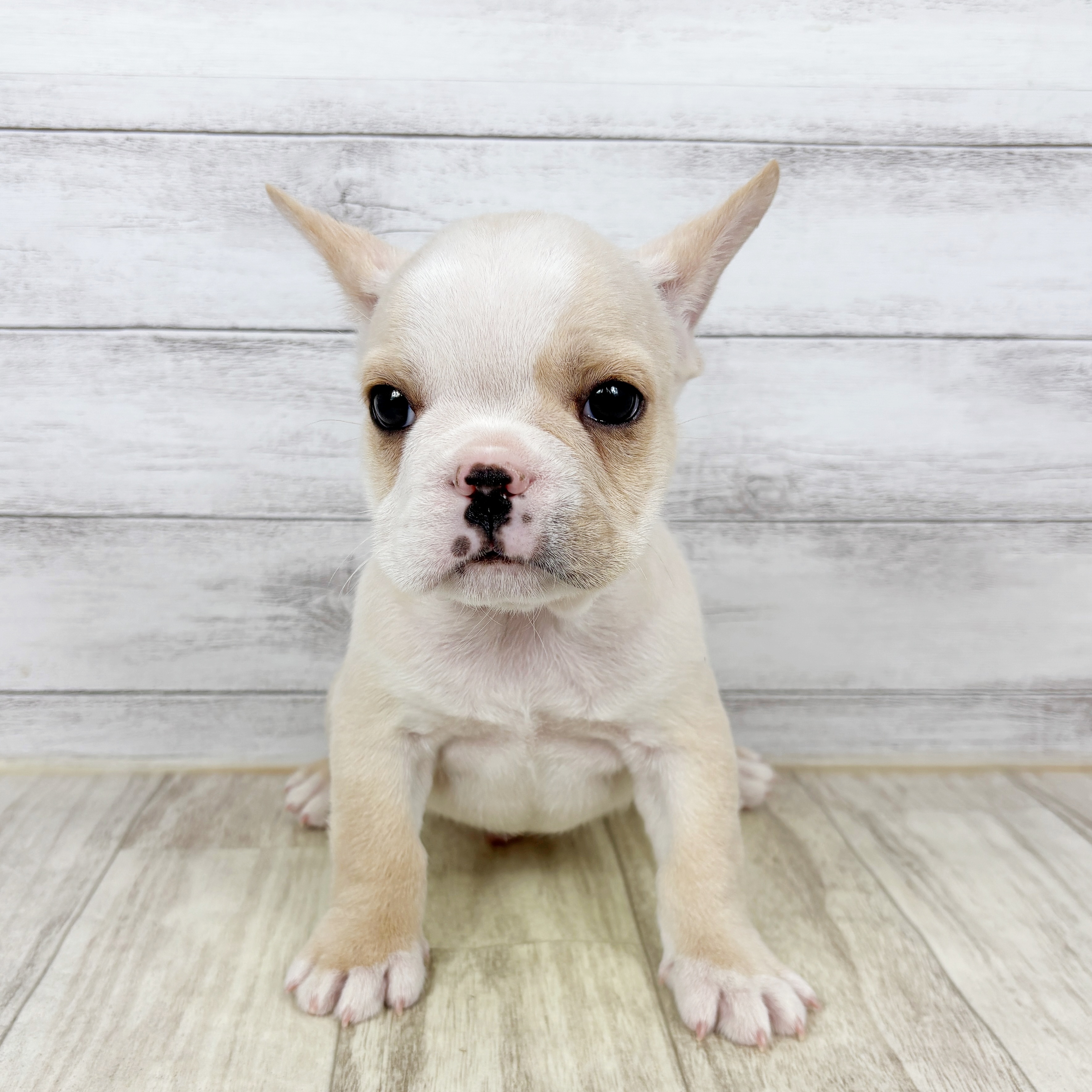 兵庫県のフレンチブルドッグ (犬の家＆猫の里ゆめタウン姫路店/2025年12月7日生まれ/男の子/クリーム)の子犬