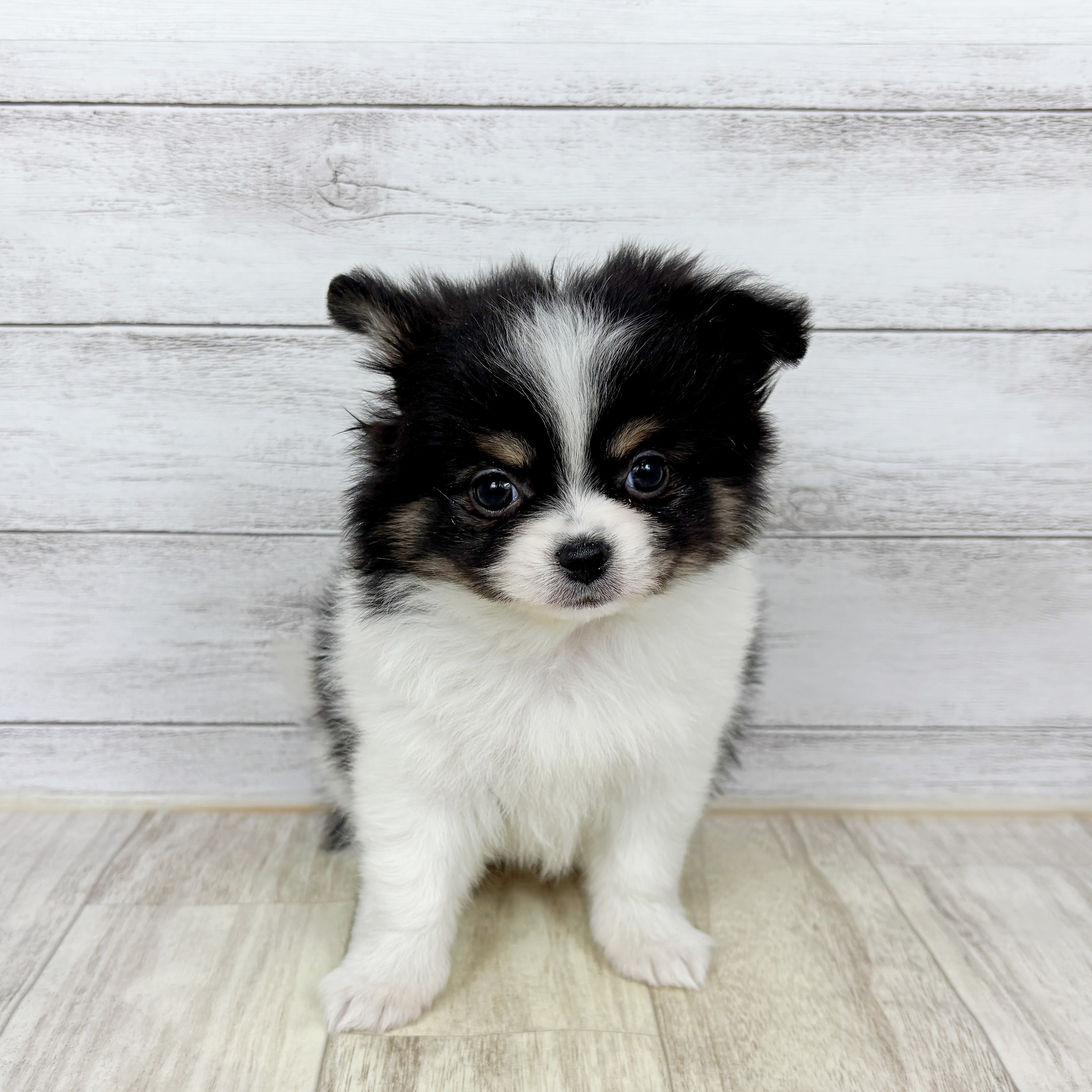兵庫県のポメチワ/チワポメ/ポメチー(ポメラニアン×チワワ) (犬の家＆猫の里ニッケパークタウン加古川店/2025年12月4日生まれ/男の子/ブラックタンホワイト)の子犬の2枚目の画像