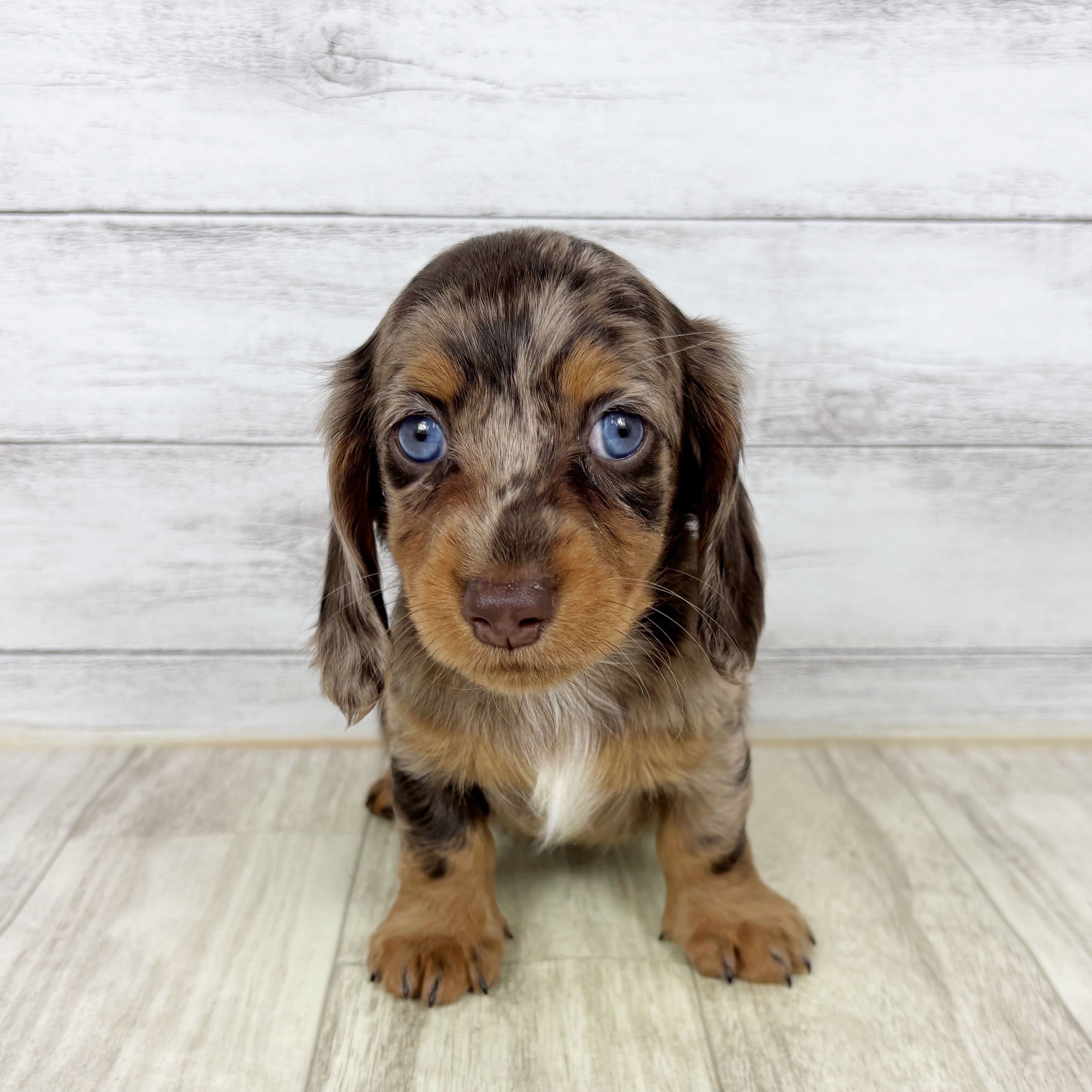 岡山県のミニチュアダックスフンド(ロング) (犬の家＆猫の里倉敷店/2025年12月5日生まれ/女の子/チョコレートダップル)の子犬