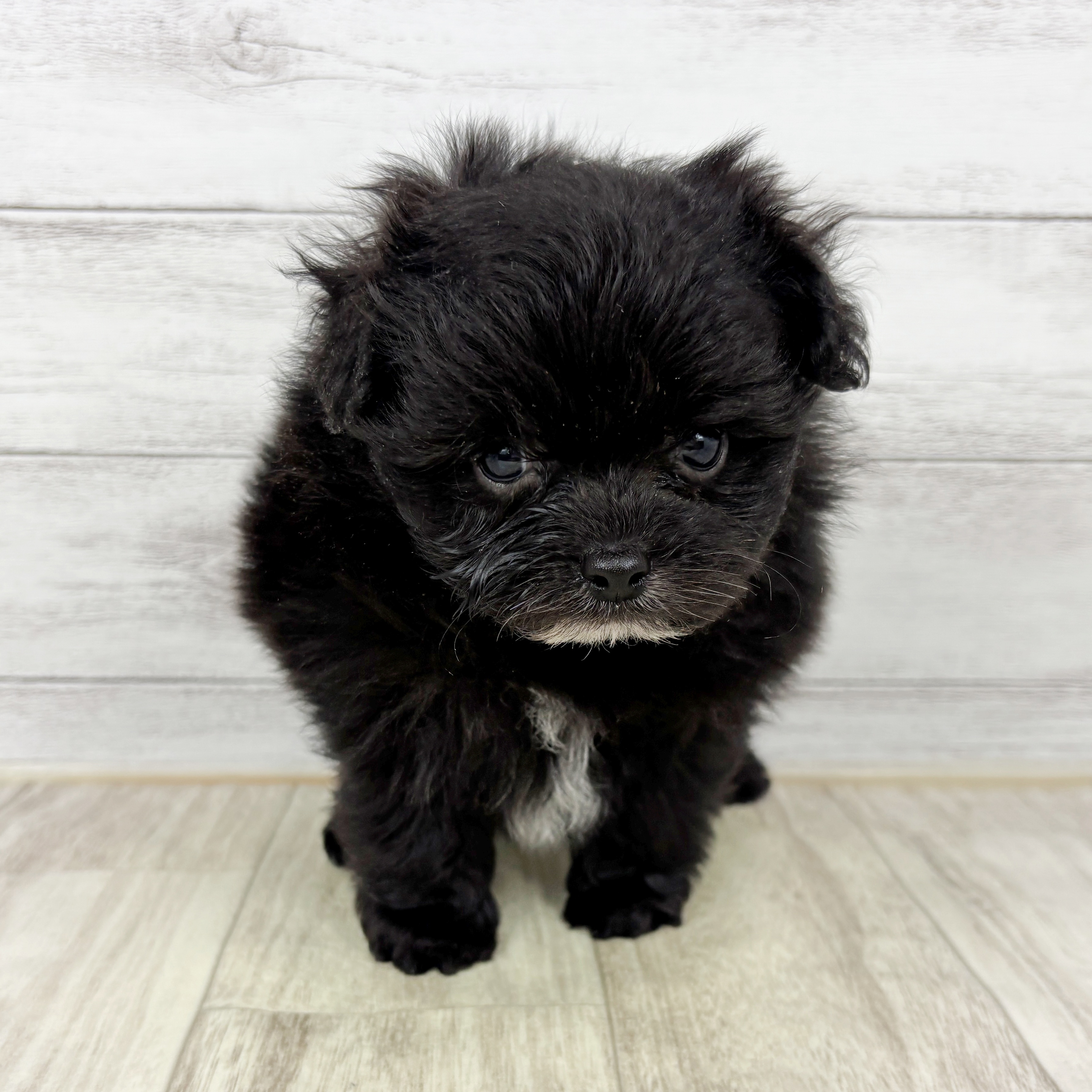 岡山県のポメプー(ポメラニアン×プードル) (犬の家＆猫の里倉敷店/2025年12月5日生まれ/男の子/ブラックホワイト)の子犬