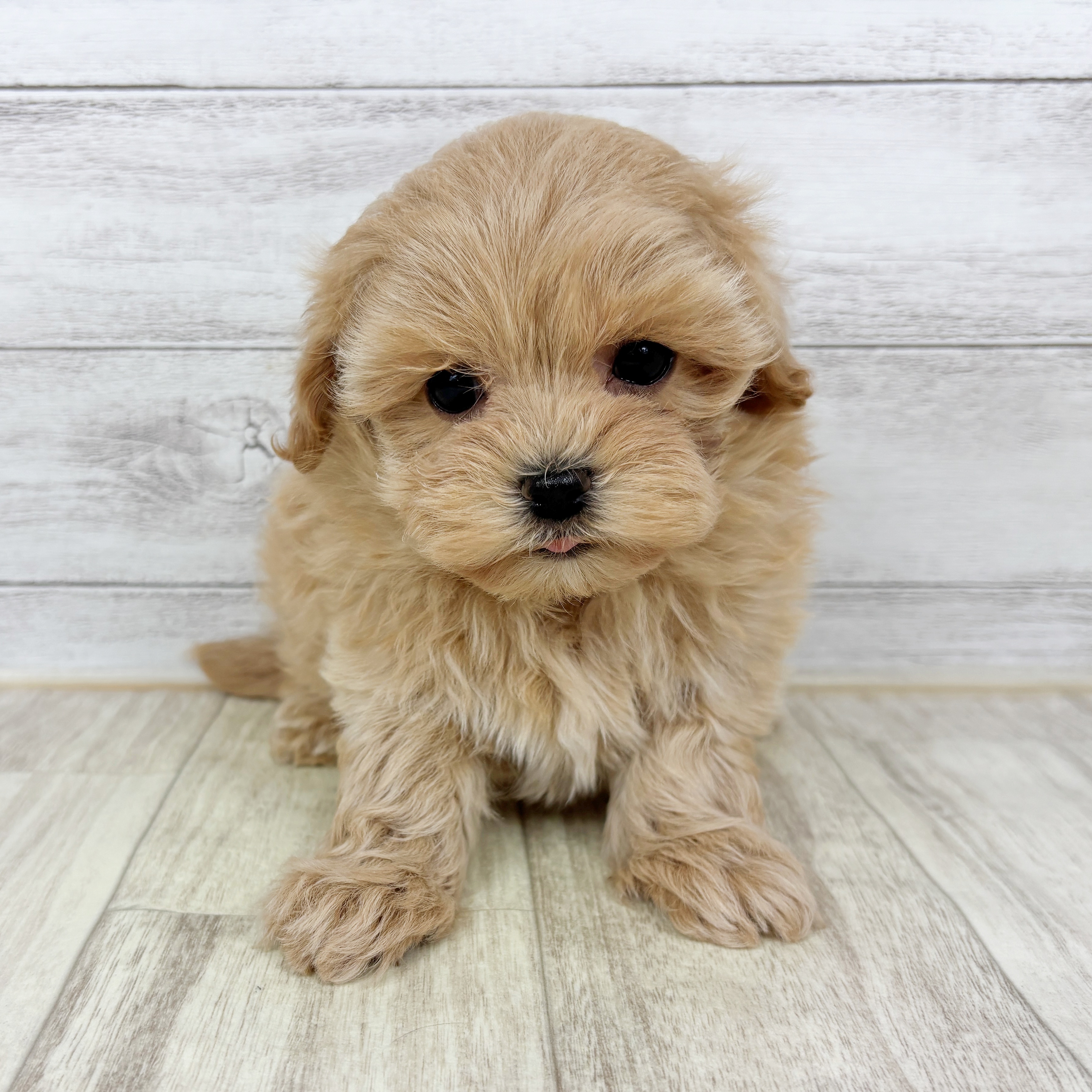 兵庫県のマルプー(マルチーズ×プードル) (犬の家＆猫の里ゆめタウン姫路店/2025年12月6日生まれ/女の子/アプリコット)の子犬