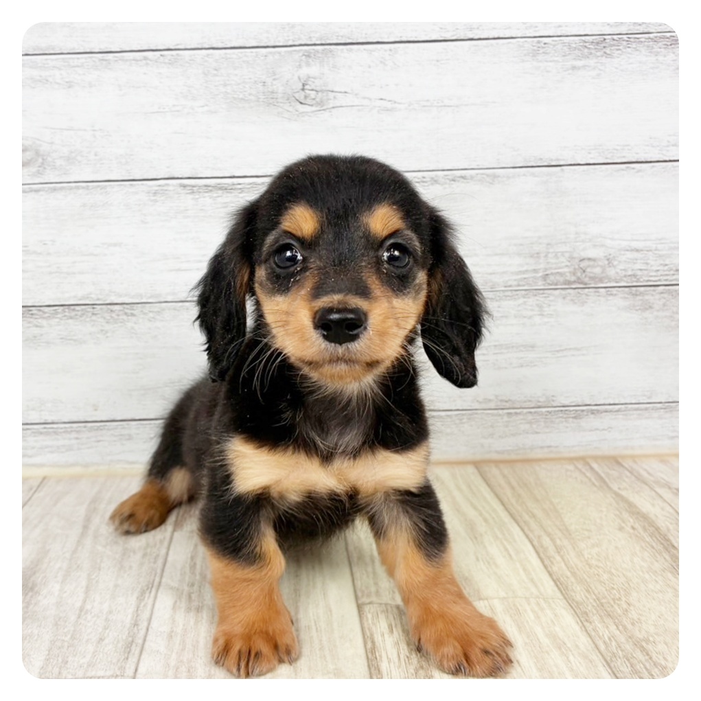 ミニチュアダックス女の子の写真