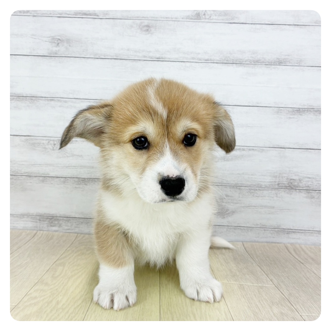 兵庫県のウェルシュコーギーペンブローク (犬の家＆猫の里神戸店/2025年12月6日生まれ/男の子/セーブルホワイト)の子犬