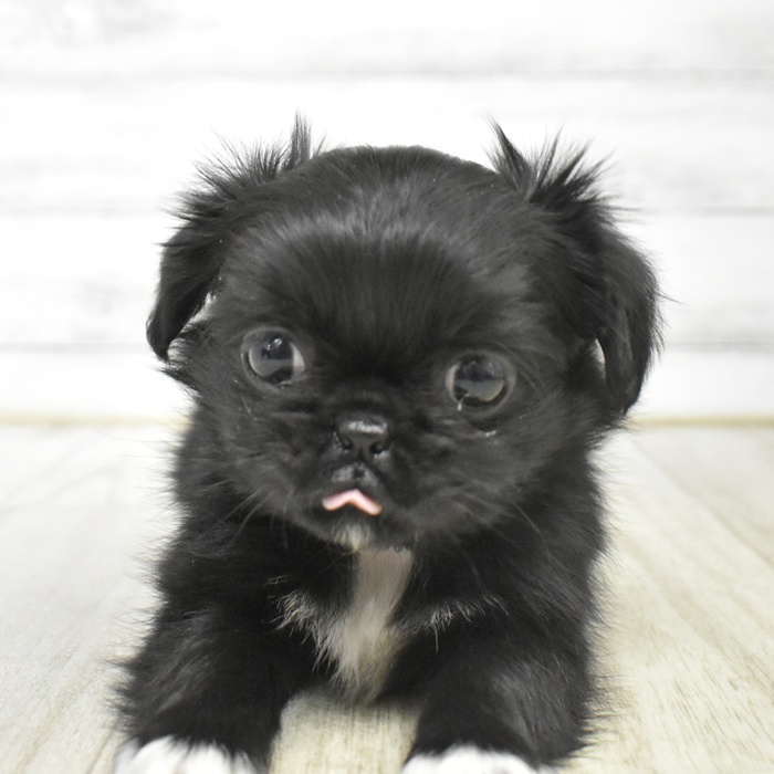 静岡県のチワペキ/ペキチー/ペキチワ(チワワ×ペキニーズ) (犬の家＆猫の里プレ葉ウォーク浜北店/2025年12月6日生まれ/女の子/ブラックホワイト)の子犬の3枚目の画像