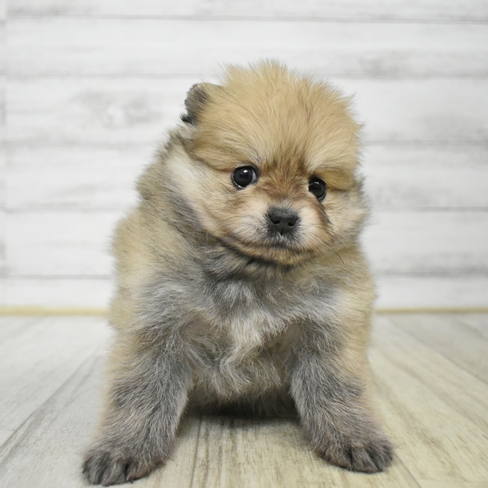 福岡県のポメラニアン (犬の家＆猫の里トリアス久山店/2025年12月6日生まれ/男の子/オレンジ)の子犬の3枚目の画像