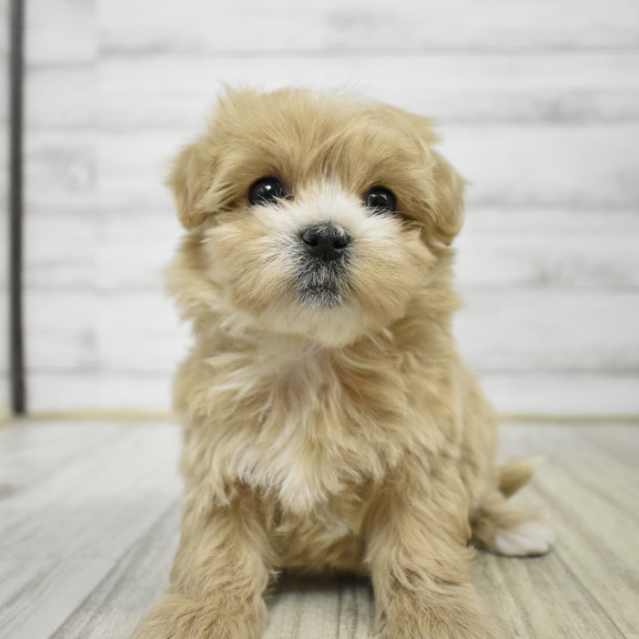 三重県のマルプー(マルチーズ×プードル) (犬の家＆猫の里三重桑名店/2025年12月8日生まれ/女の子/アプリコットホワイト)の子犬の3枚目の画像