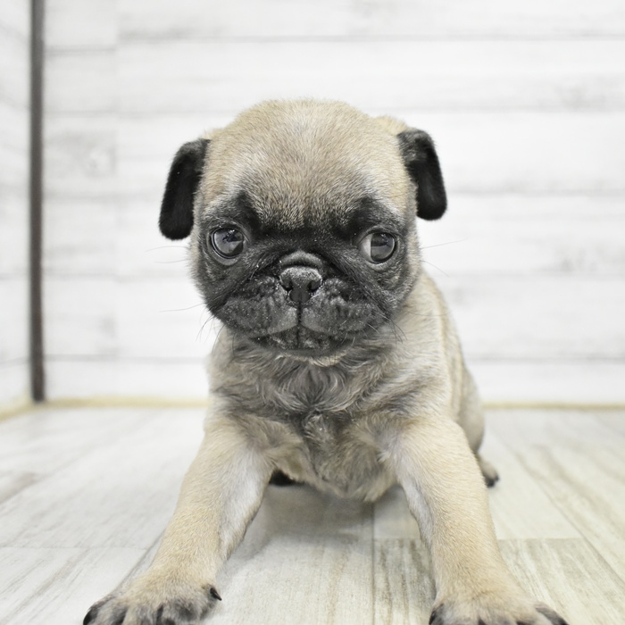 三重県のパグ (犬の家＆猫の里三重桑名店/2025年12月5日生まれ/男の子/フォーン)の子犬の4枚目の画像