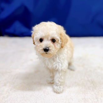 愛知県のトイプードル(トイ) (犬の家＆猫の里一宮店/2025年12月9日生まれ/女の子/クリーム)の子犬の1枚目の画像