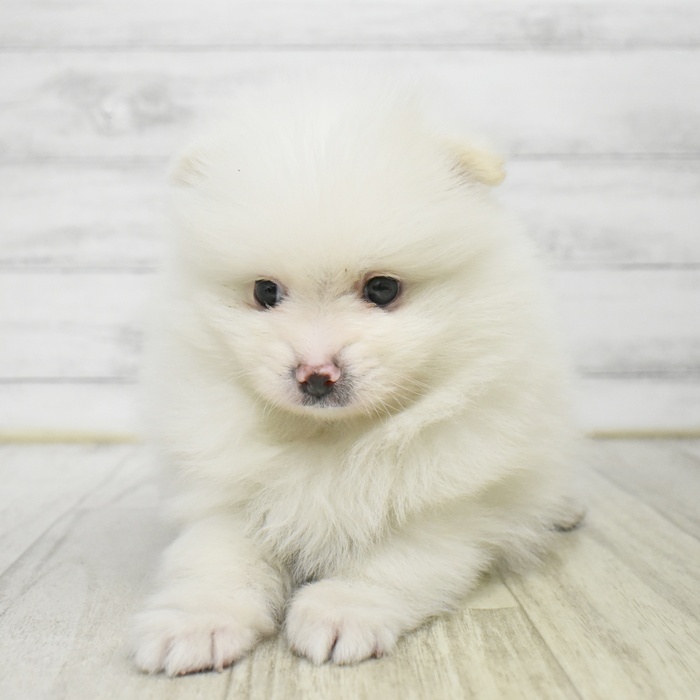 ポメラニアン男の子の写真