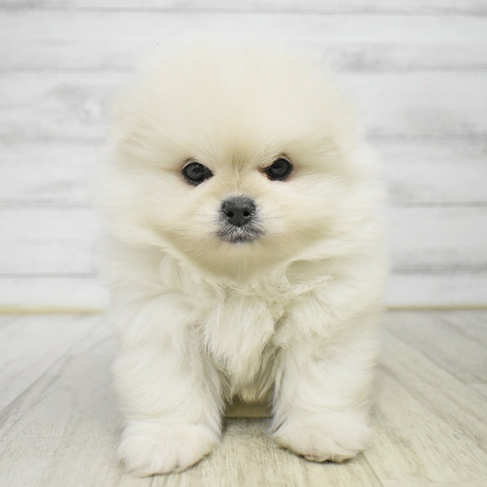 ハーフ犬男の子の写真