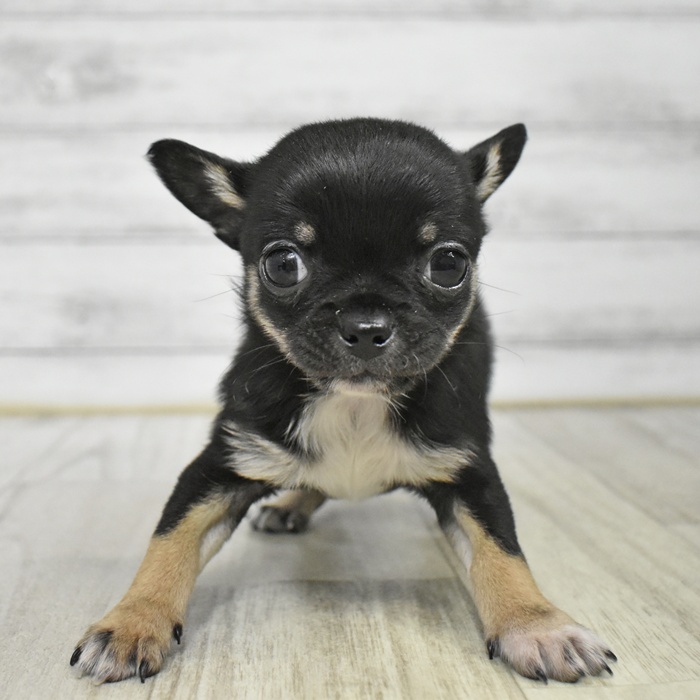 神奈川県のチワワ(スムース) (犬の家＆猫の里小田原店/2025年12月8日生まれ/女の子/ブラックタンホワイト)の子犬