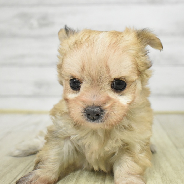 福岡県のチワマル/マルチワ(チワワ×マルチーズ) (犬の家＆猫の里トリアス久山店/2025年12月9日生まれ/女の子/クリームマール)の子犬