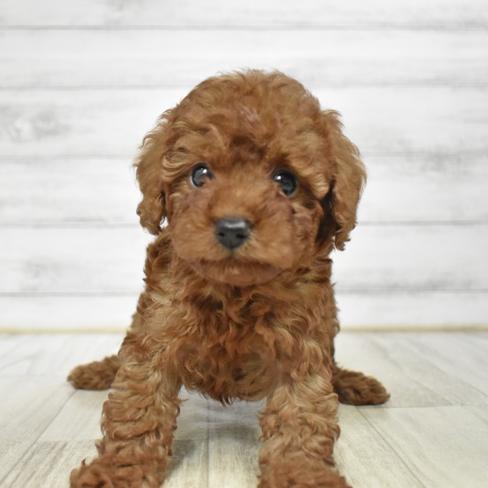 愛知県のトイプードル(トイ) (犬の家＆猫の里豊川インター店/2025年12月8日生まれ/女の子/レッド)の子犬の3枚目の画像