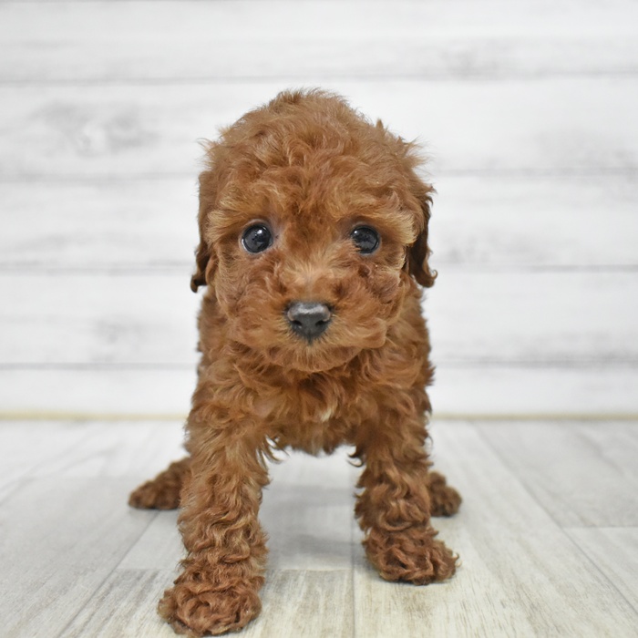 トイプードル女の子の写真