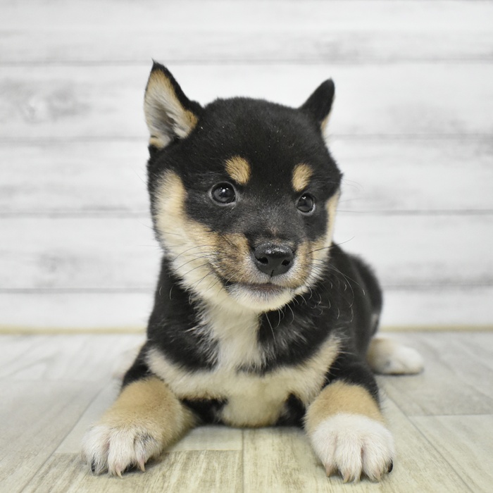 福岡県の柴犬(標準サイズ) (犬の家＆猫の里トリアス久山店/2025年12月7日生まれ/男の子/黒)の子犬
