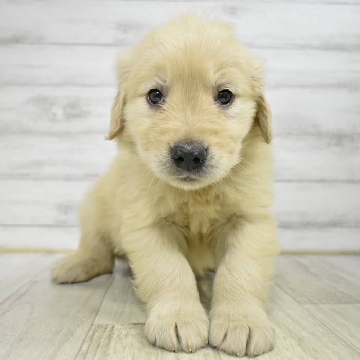 長野県のゴールデンレトリバー (犬の家＆猫の里塩尻店/2025年12月8日生まれ/女の子/ゴールデン)の子犬