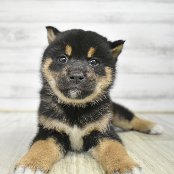 静岡県の柴犬(標準サイズ) (犬の家＆猫の里藤枝店/2025年12月8日生まれ/男の子/黒)の子犬の3枚目の画像