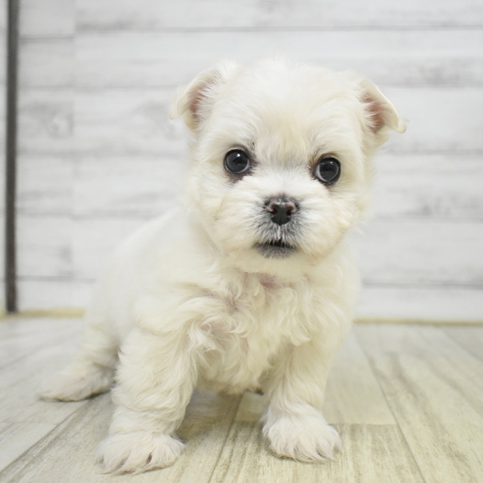 愛知県のチワマル/マルチワ(チワワ×マルチーズ) (犬の家＆猫の里岡崎店/2025年12月9日生まれ/女の子/ホワイト)の子犬