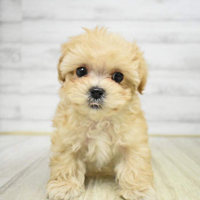 長野県のマルプー(マルチーズ×プードル) (犬の家＆猫の里長野店/2025年12月7日生まれ/男の子/アプリコット)の子犬の3枚目の画像