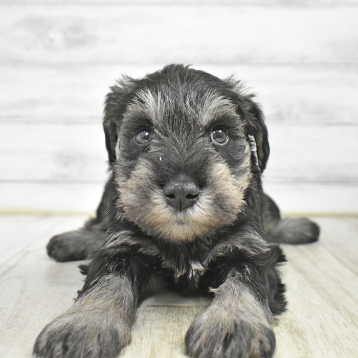 富山県のミニチュアシュナウザー (犬の家＆猫の里富山店/2025年12月8日生まれ/男の子/ソルトペッパー)の子犬