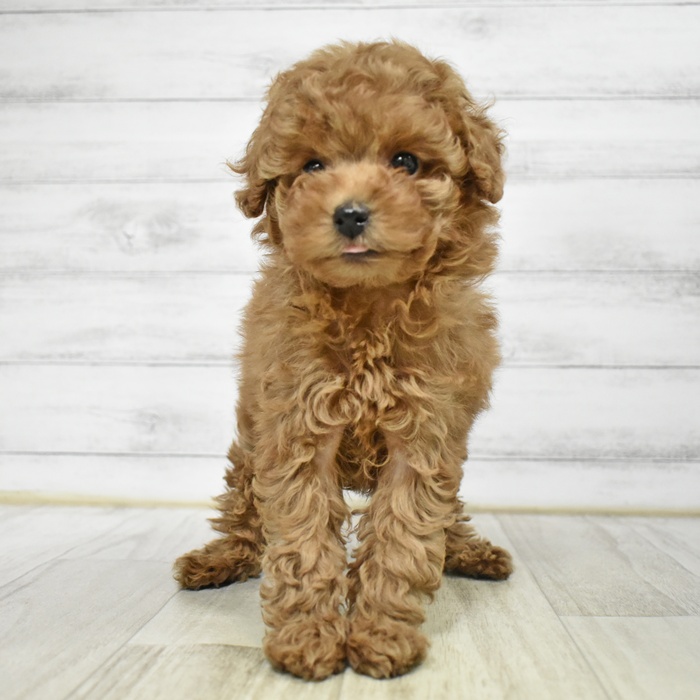 千葉県のトイプードル(トイ) (犬の家＆猫の里BIGHOPガーデンモール印西店/2025年12月6日生まれ/女の子/レッドフォーン)の子犬の3枚目の画像