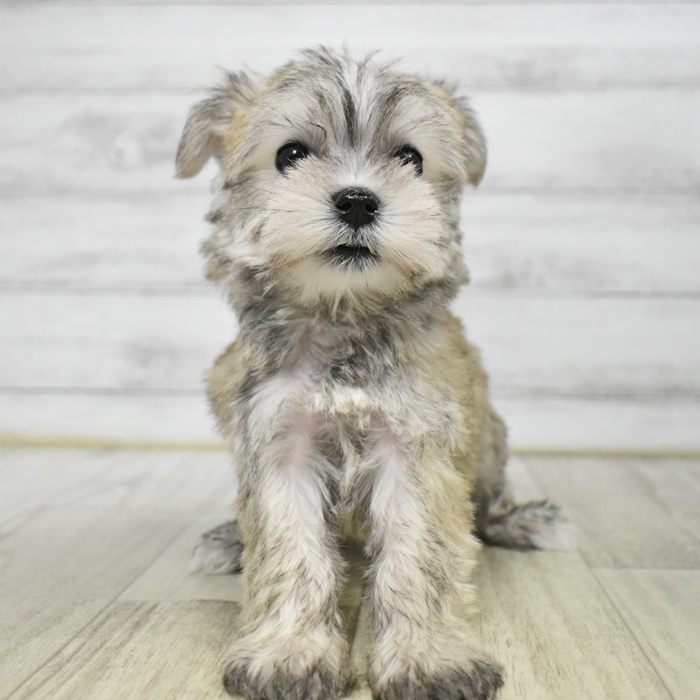 愛知県のシュナマル/マルシュナ(シュナウザー×マルチーズ) (犬の家＆猫の里豊川インター店/2025年12月4日生まれ/女の子/ウィートン)の子犬