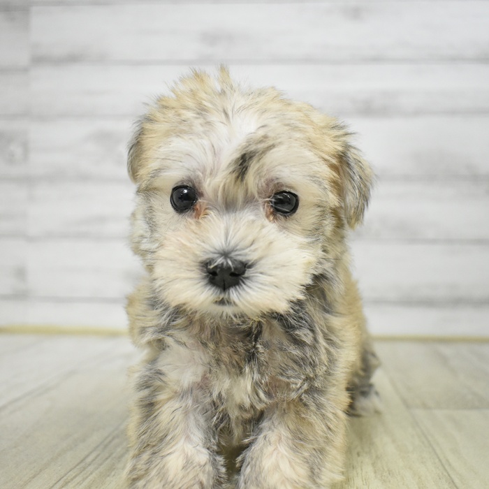 神奈川県のシュナマル/マルシュナ(シュナウザー×マルチーズ) (犬の家＆猫の里小田原店/2025年12月4日生まれ/女の子/ウィートン)の子犬