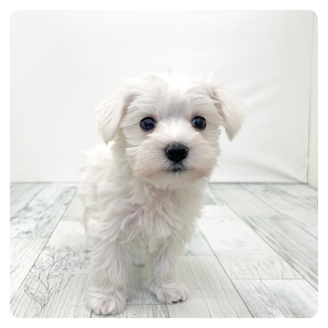 福岡県のシュナマル/マルシュナ(シュナウザー×マルチーズ) (犬の家＆猫の里シュロアモール筑紫野店/2025年12月8日生まれ/男の子/ホワイト)の子犬