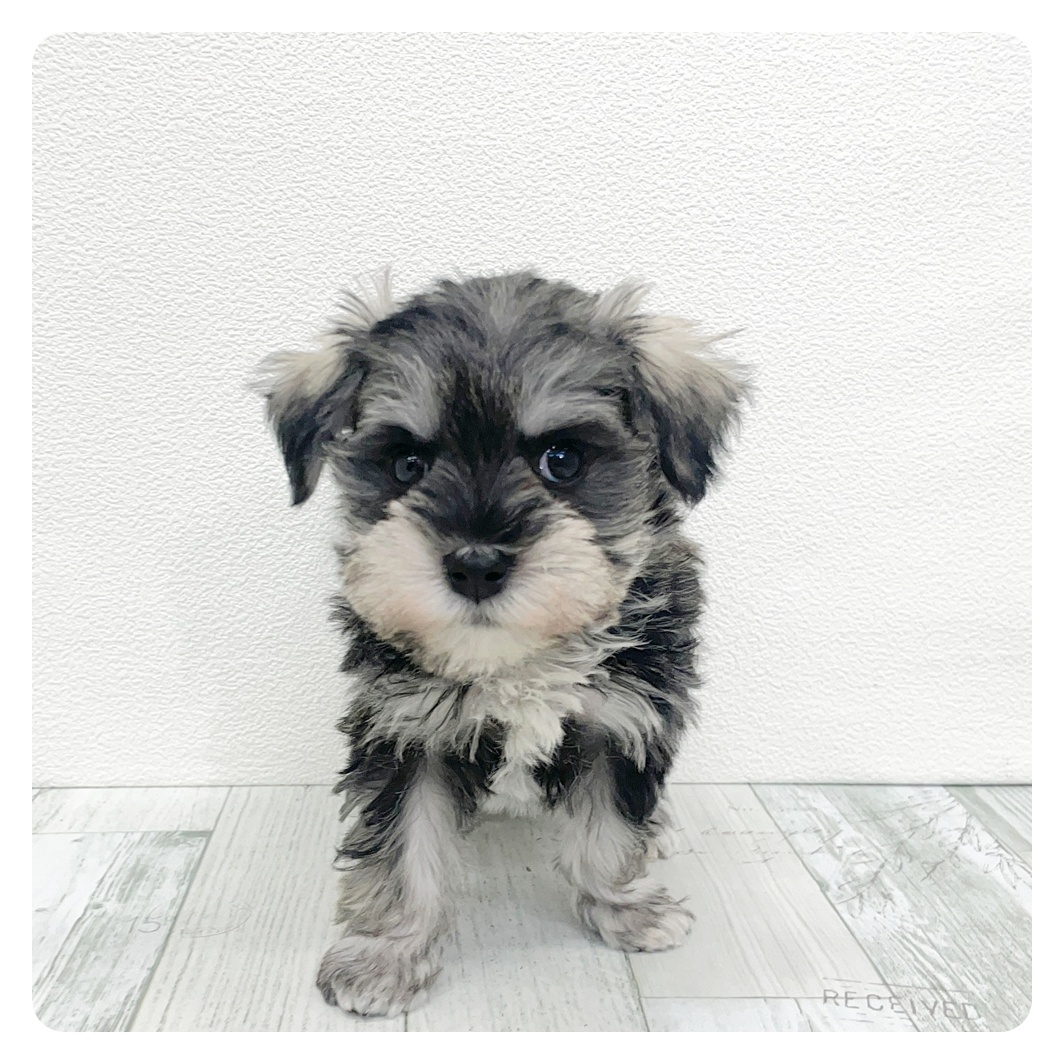 福岡県のシュナマル/マルシュナ(シュナウザー×マルチーズ) (犬の家＆猫の里くりえいと宗像店/2025年12月8日生まれ/女の子/ソルトペッパー)の子犬