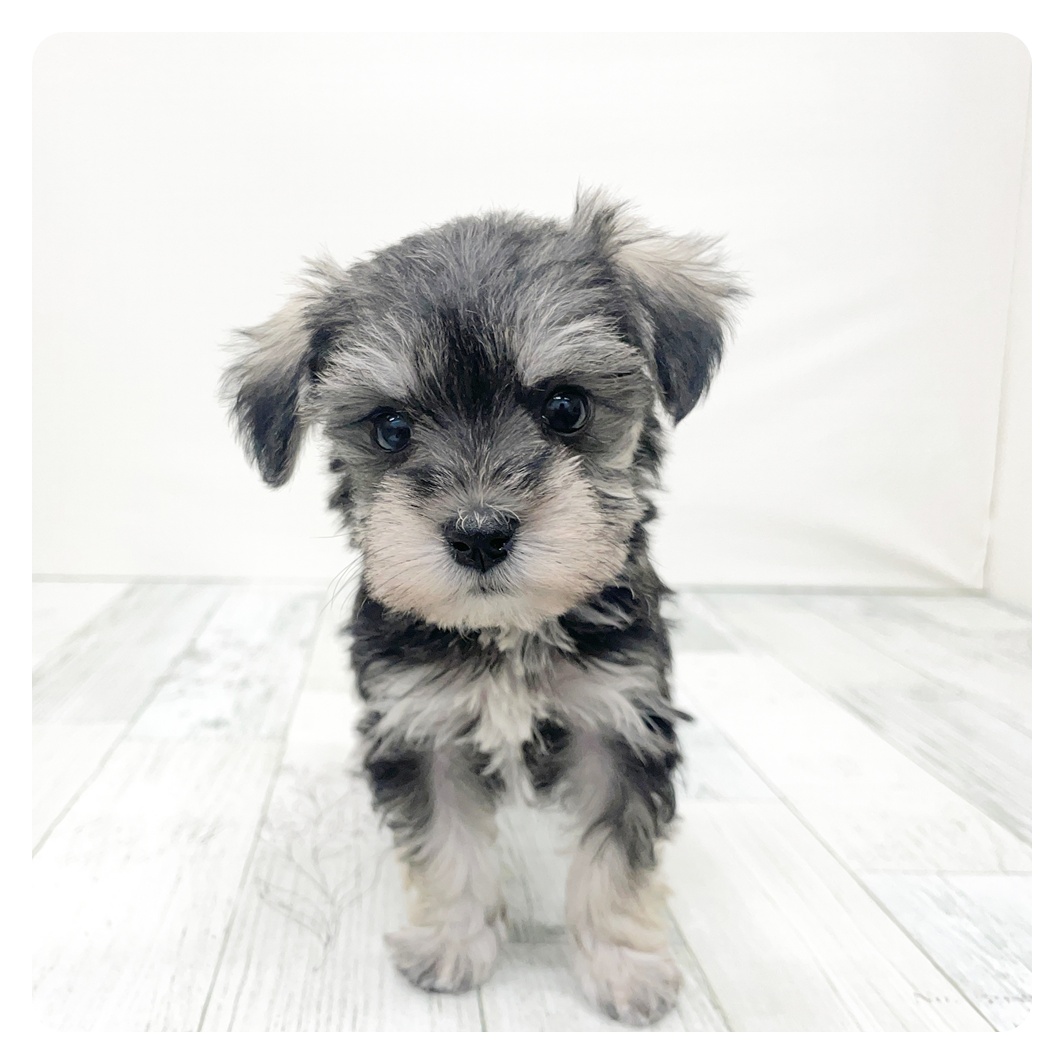 福岡県のシュナマル/マルシュナ(シュナウザー×マルチーズ) (犬の家＆猫の里トリアス久山店/2025年12月8日生まれ/女の子/ソルトペッパー)の子犬