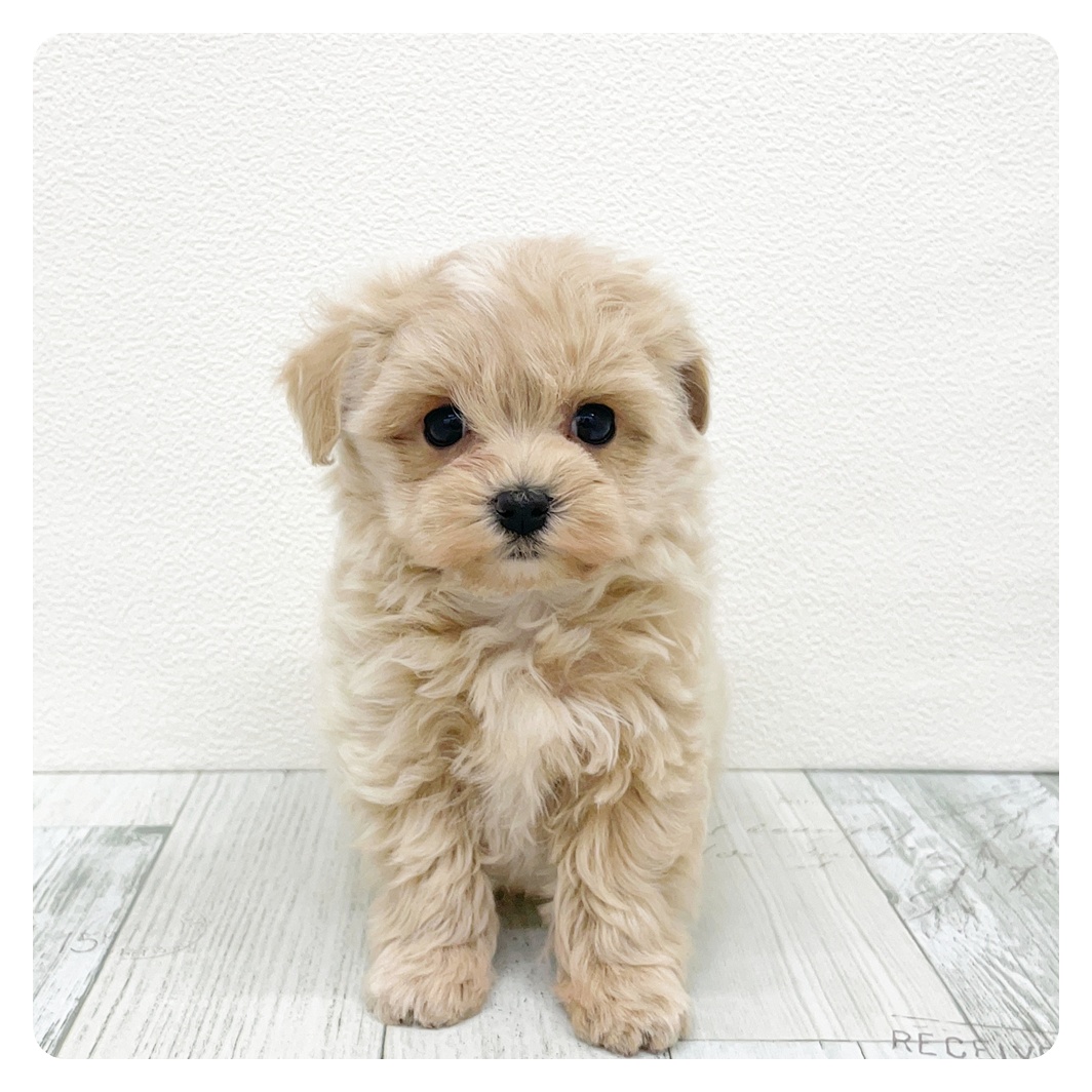 福岡県のマルプー(マルチーズ×プードル) (犬の家＆猫の里トリアス久山店/2025年12月9日生まれ/女の子/クリーム)の子犬