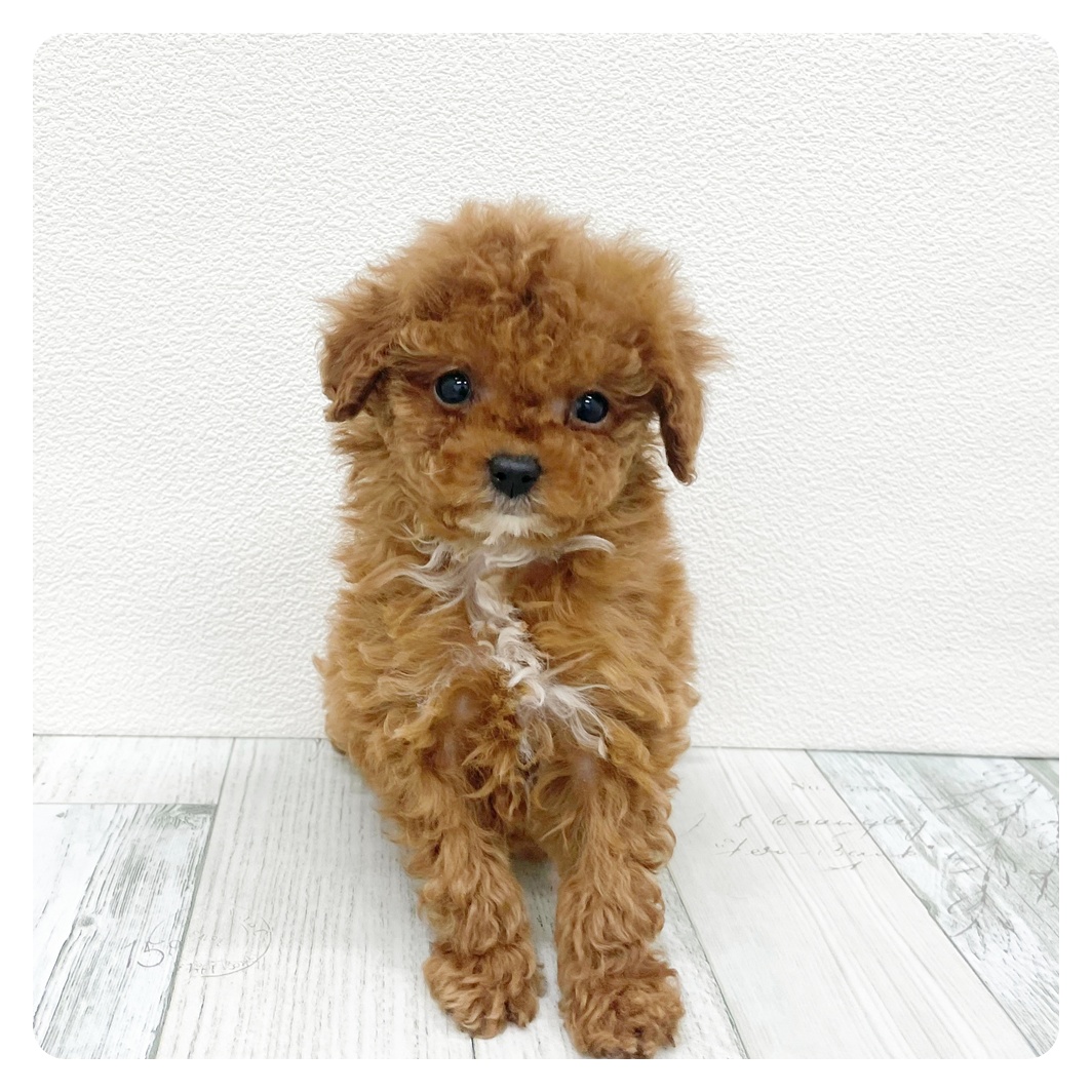 福岡県のトイプードル(ティーカップ) (犬の家＆猫の里トリアス久山店/2025年12月9日生まれ/男の子/レッド)の子犬