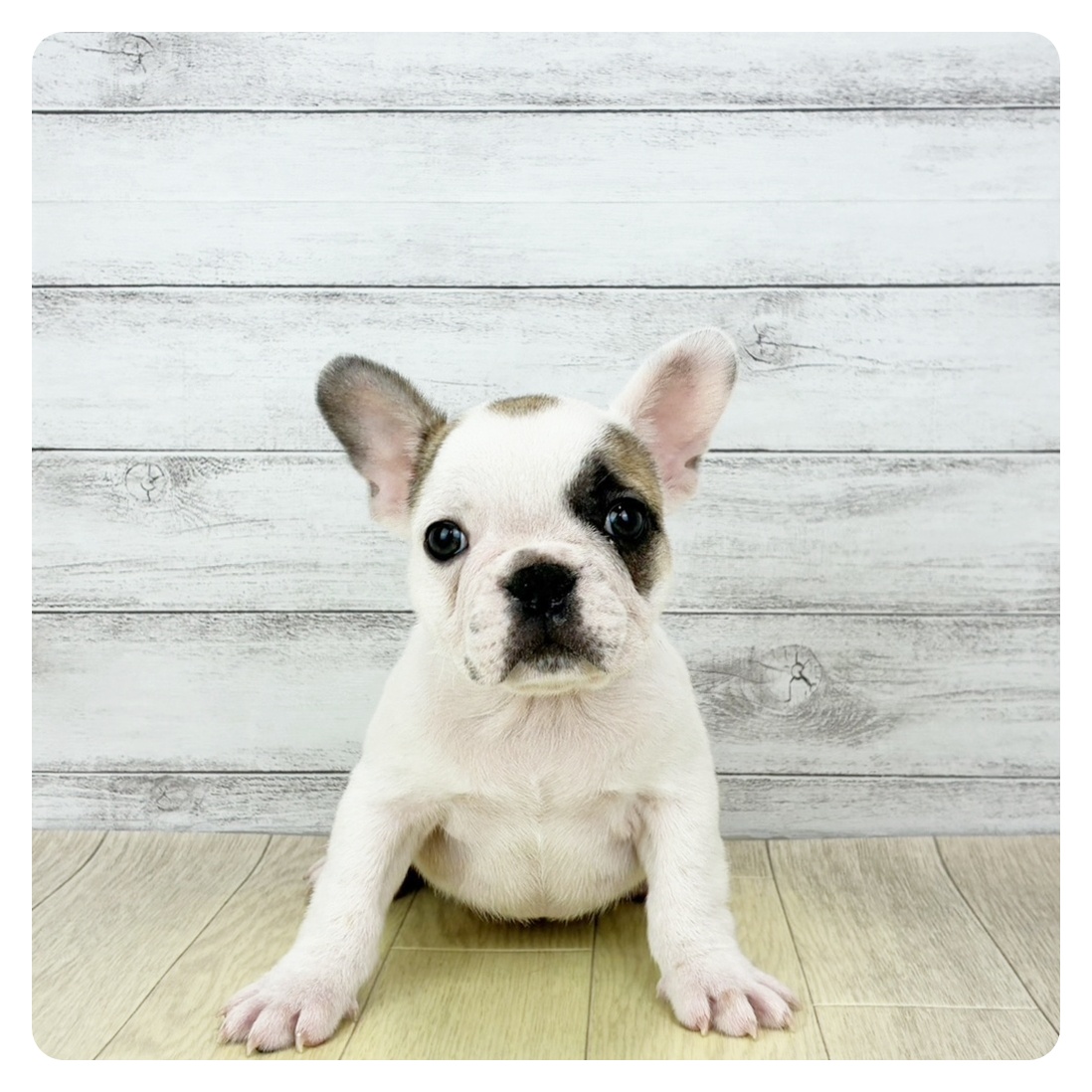 兵庫県のフレンチブルドッグ (犬の家＆猫の里ニッケパークタウン加古川店/2025年12月9日生まれ/男の子/フォーンホワイト)の子犬の4枚目の画像