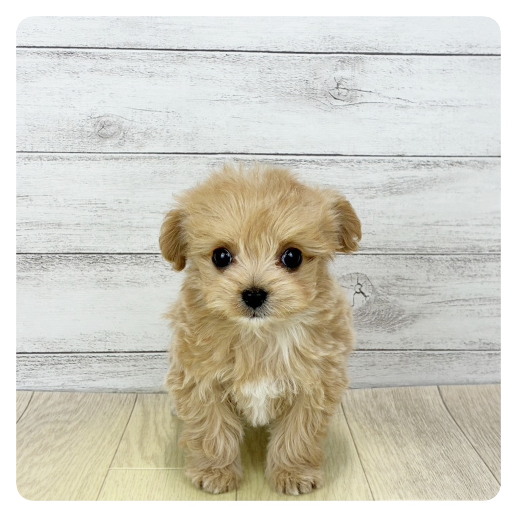 大阪府のチワプー/プーチー(チワワ×プードル) (犬の家＆猫の里もりのみやキューズモールBASE店/2025年12月9日生まれ/女の子/アプリコットホワイト)の子犬