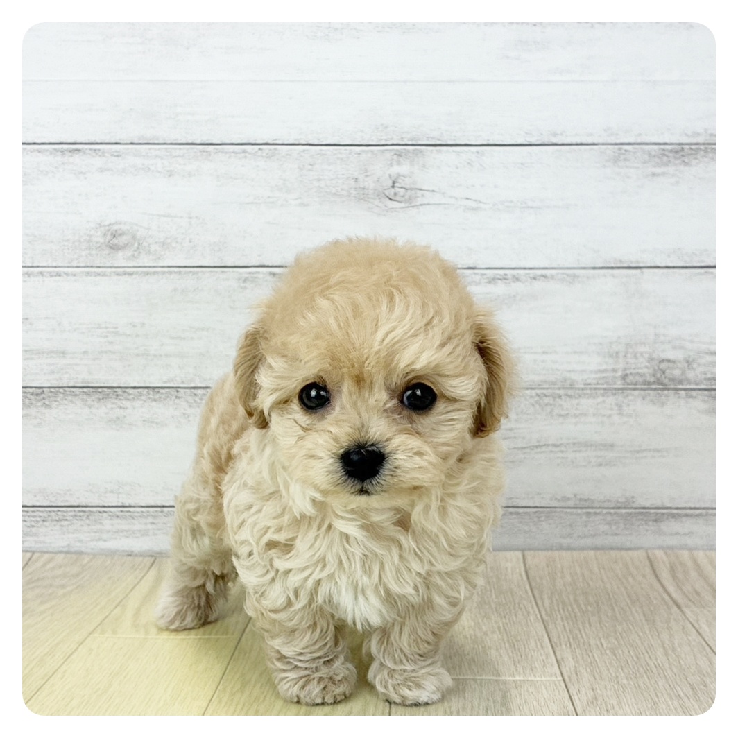 愛知県のチワプー/プーチー(チワワ×プードル) (犬の家＆猫の里名古屋天白店/2025年12月9日生まれ/男の子/アプリコットホワイト)の子犬の2枚目の画像