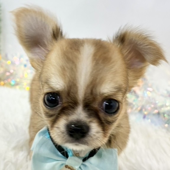 石川県のチワワ(ロング) (犬の家＆猫の里アミーゴ金沢有松店/2025年12月8日生まれ/男の子/レッドホワイト)の子犬の2枚目の画像