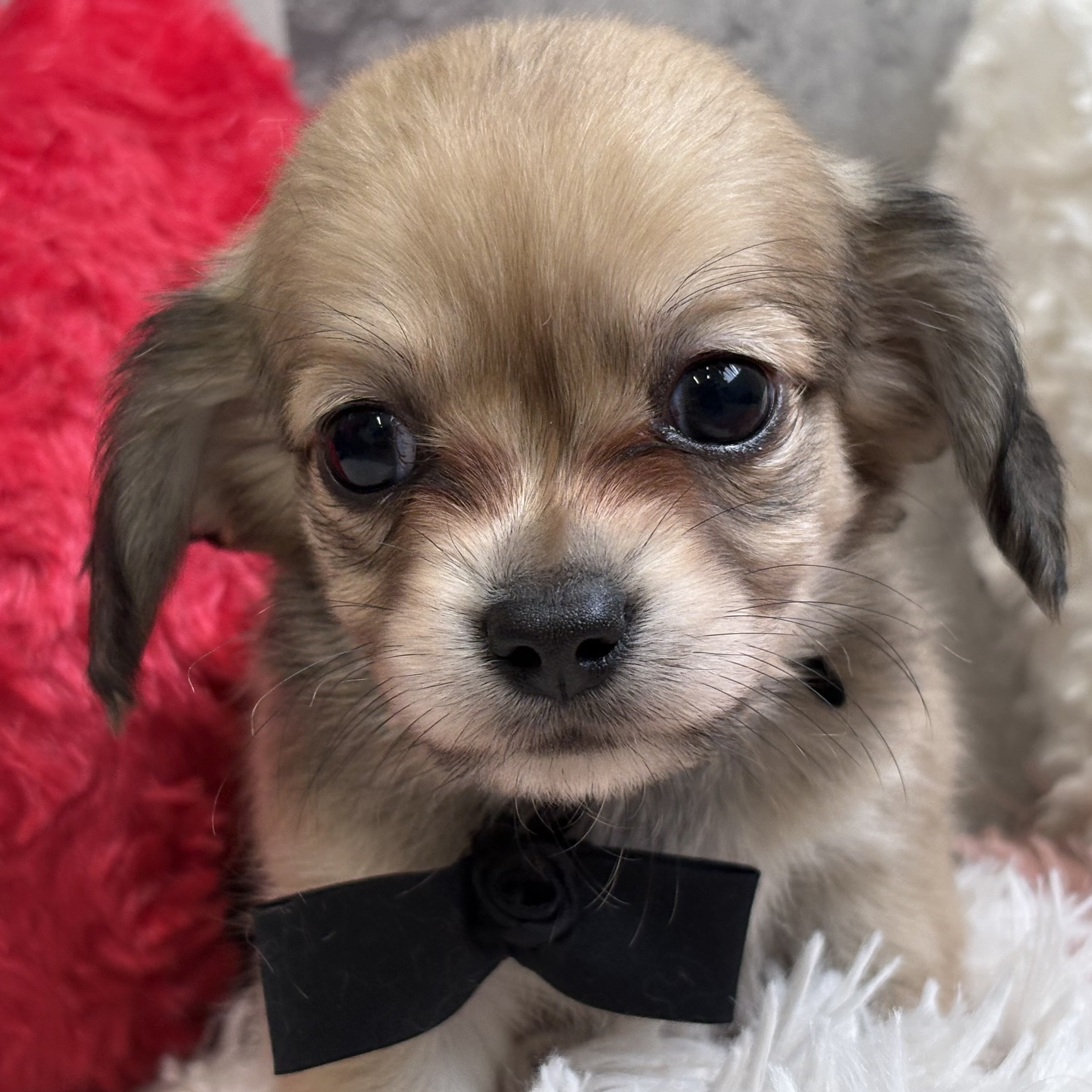 兵庫県のチワックス(チワワ×ダックス) (犬の家＆猫の里カナート西神戸店/2025年12月9日生まれ/男の子/シェーデットクリーム)の子犬