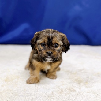 愛知県のハーフ犬・ミックス犬 (犬の家＆猫の里一宮店/2025年12月8日生まれ/女の子/レッド)の子犬の1枚目の画像