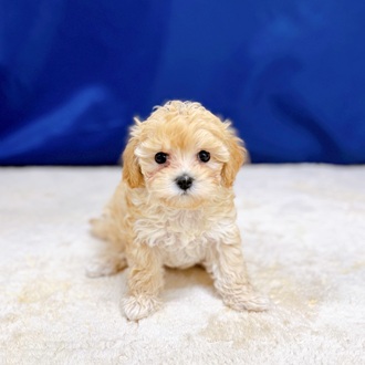 愛知県のマルプー(マルチーズ×プードル) (犬の家＆猫の里一宮店/2025年12月8日生まれ/男の子/クリーム)の子犬の1枚目の画像