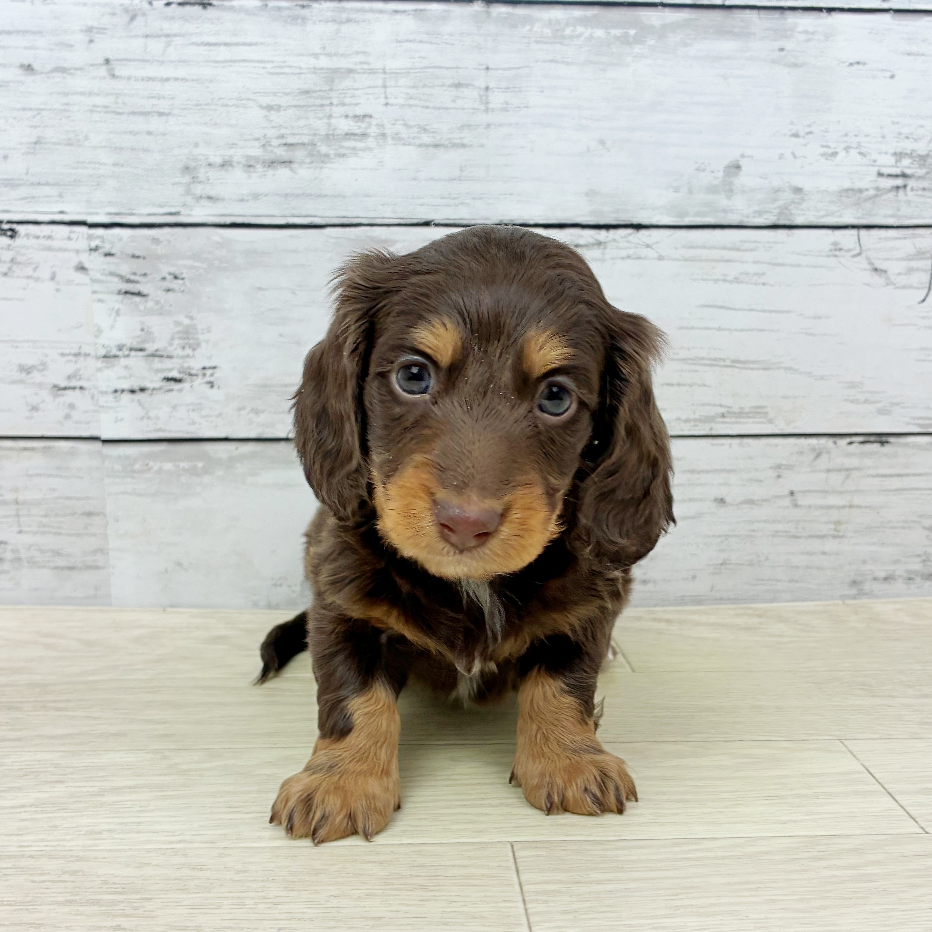 ミニチュアダックス男の子の写真